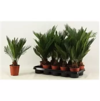 Цикас революта д12 н40