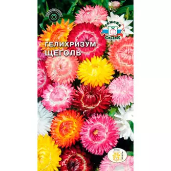 Цветок гелихризум щеголь