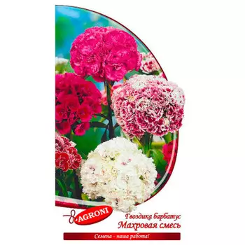 Цветок гвоздика барбатус простая смесь 0,3г агрони