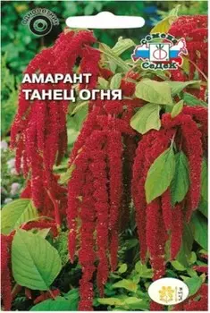 Цветы амарант танец огня 0.1 г даёшь урожай