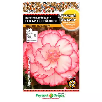 Цветы бегония клубневая бело-розовый ангел f1 русский размер 5 шт р/о 777041