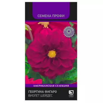 Цветы георгина фигаро виолет шейдес 10 шт поиск