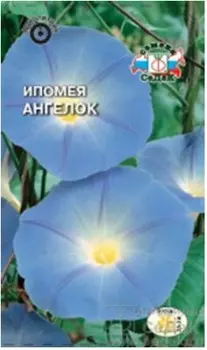 Цветы ипомея ангелок нежно-голубая 0,5г