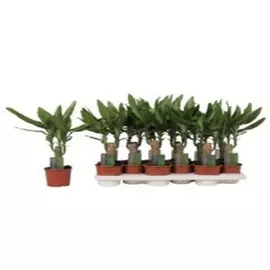 Драцена душистая фрагранс д11 н40