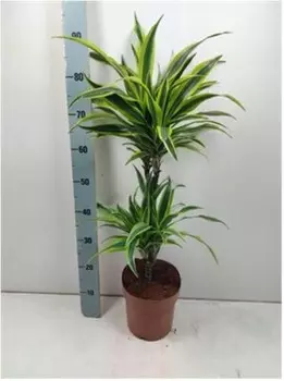 Драцена фрагранс микс д21 н115