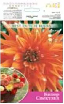 Георгина анхем 1 шт 6101