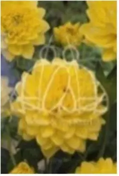 Георгина йеллоу 1 шт 132615