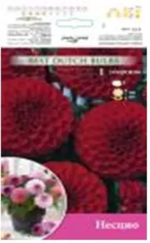 Георгина несцио 1 шт 6133