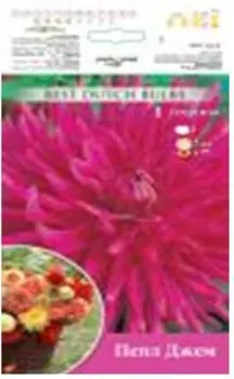 Георгина пепл джем 1 шт 6015