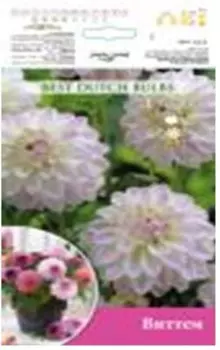 Георгина виттем 1 шт 6107