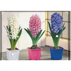 Гиацинт д7 н10 1 луковица