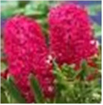 Гиацинт ян бос 1 шт 14/15 нк342514