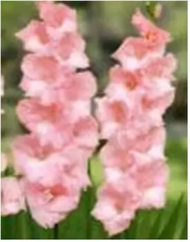 Гладиолус чимароза 2 шт 10/12 нк386600