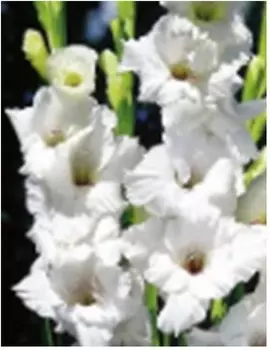 Гладиолус декадент 3 шт 10/12 нк386640