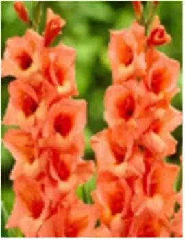 Гладиолус джессика 5 шт 12/14 нк385015