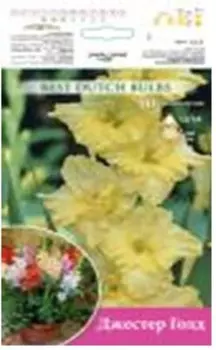 Гладиолус джестер голд 10 шт 12/14 6763