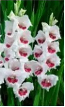 Гладиолус фиорентина 2 шт 10/12 нк386609