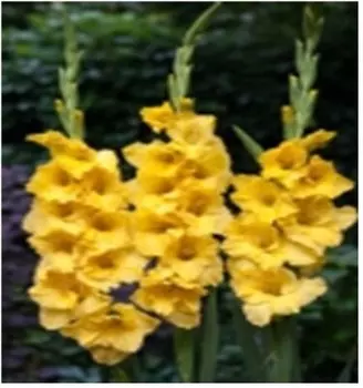 Гладиолус йеллоу стар 6 шт 12/14 нк340450