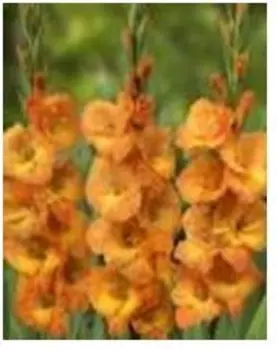 Гладиолус корнелли 3 шт 10/12 нк386638