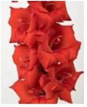 Гладиолус костелло 3 шт 10/12 нк386637