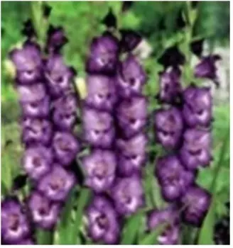 Гладиолус макарена 6 шт 12/14 нк340446