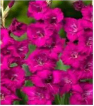 Гладиолус малер 6 шт 12/14 нк340461