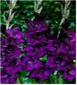 Гладиолус момбаса 6 шт 12/14 нк340447