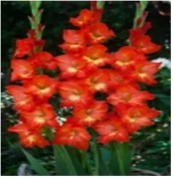 Гладиолус никита 6 шт 12/14 нк340448