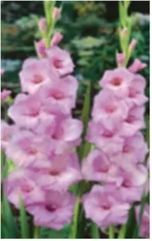 Гладиолус орлеанс 2 шт 10/12 126110