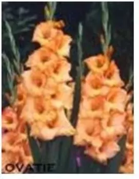 Гладиолус оватье 3 шт 10/12 нк386660