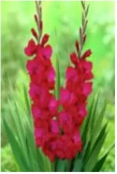 Гладиолус пламтарт 5 шт 10/12 132629