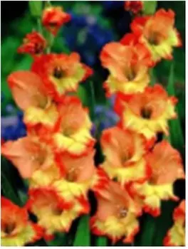 Гладиолус принцесса маргарет роуз 3 шт 10/12 нк386574