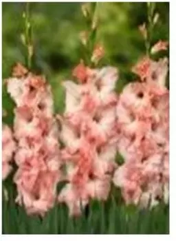 Гладиолус сократ 3 шт 10/12 нк386675