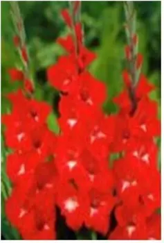 Гладиолус традерхорн 5 шт 10/12 132632