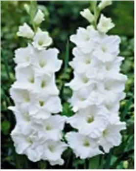 Гладиолус уайт просперити 2 шт10/12 нк386607