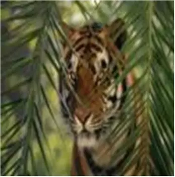 Холст с красками по номерам Рыжий кот 40х50см тигр в джунглях х-3532