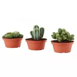 Кактус микс д8, 5 н12
