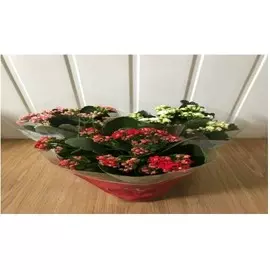 Каланхоэ микс д10 н23