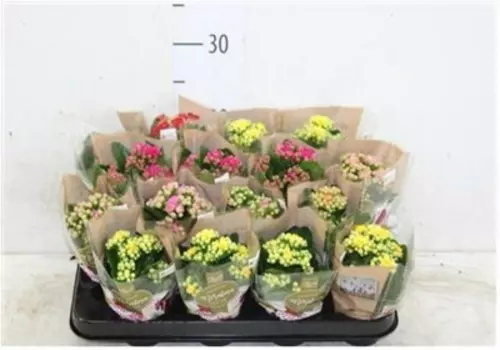 Каланхое микс д6 н15