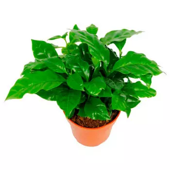 Кофе арабика d12 h30 118752