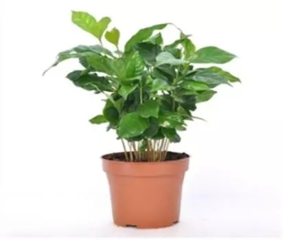 Кофейное дерево арабика д12 н30