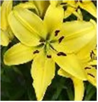 Лилия йеллоу пауэр 1 шт нк385174