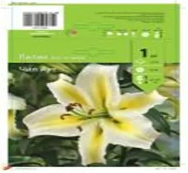 Лилия восточная чил аут