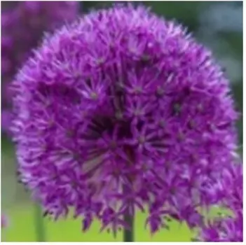 Лук пепл сенсейшн 1 шт 10+ нк385997