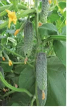 Огурец ажур 0.2 г седек