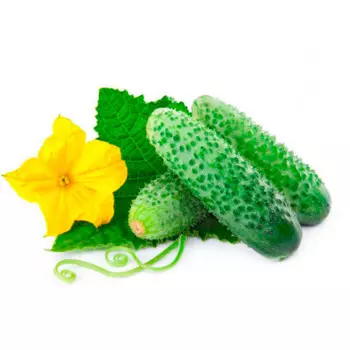 Огурец тепличный короткоплодный вес
