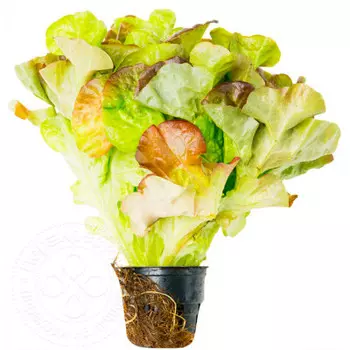 Салат дуболистный красный экслюзив шт