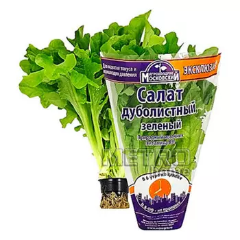 Салат дуболистный зеленый экслюзив шт