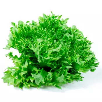 Салат фриллис шт