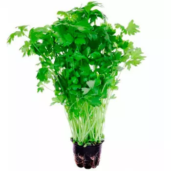 Салат изилиф премиум в горшочке шт